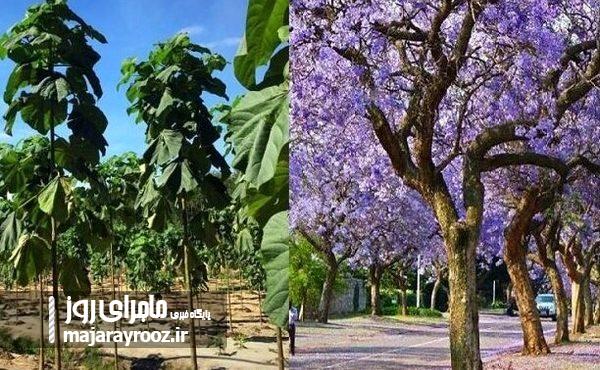 کاشت درخت مهاجم «پائولونیا» در رودسر ممنوع شد