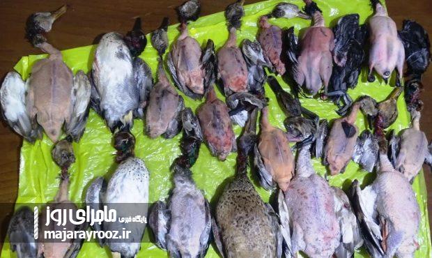 کشف و ضبط بساط فروش پرندگان مهاجر در بازار لنگرود
