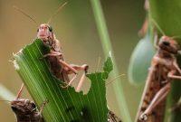 حکمرانی ملخهای مراکشی در باغات رودبار حکمرانی ملخهای مراکشی در باغات رودبار