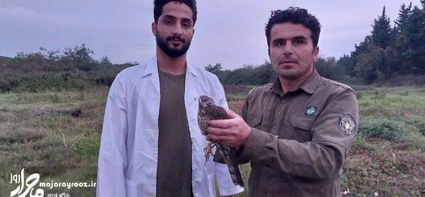 ۲ قرقی به آشیانه بازگشتند ۲ قرقی به آشیانه بازگشتند