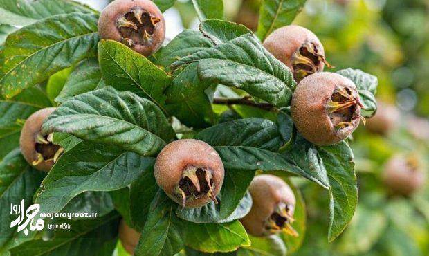 آغاز برداشت ازگیل از ۵۶۰ هکتار از باغات گیلان