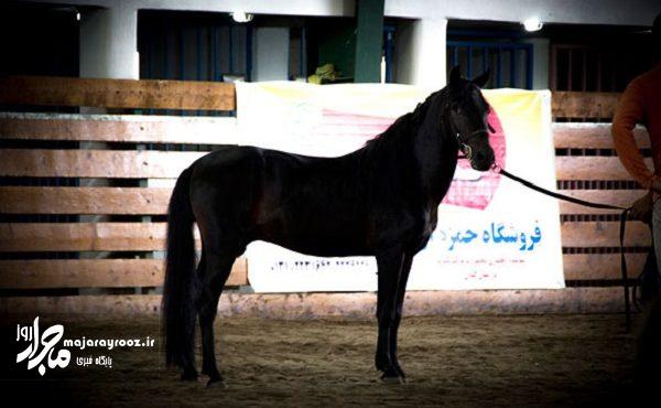 ثبت اسب کاسپین در فهرست آثار ملی کشور