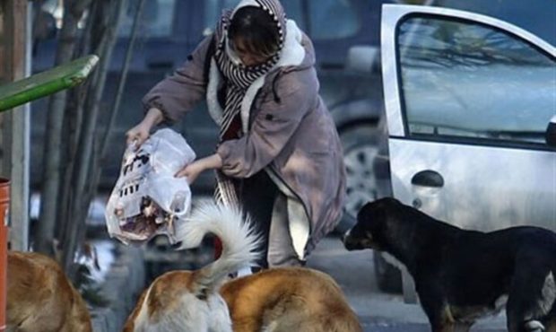 بحران غذادهی غیراصولی به سگ‌های بلاصاحب ادامه دارد