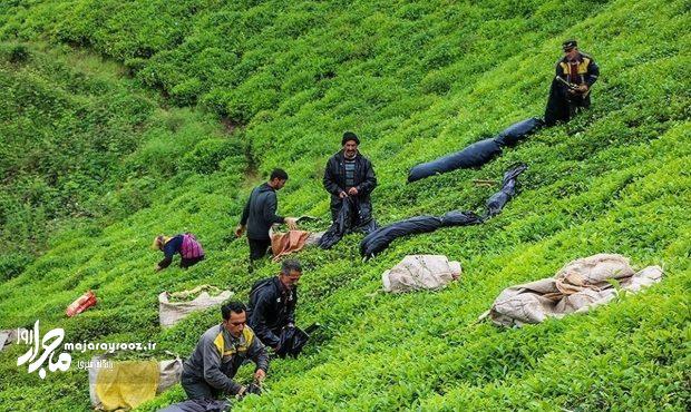 اختصاص ۲۰ میلیارد تومان تسهیلات بابت بهزراعی به چایکاران شمال کشور اختصاص ۲۰ میلیارد تومان تسهیلات بابت بهزراعی به چایکاران شمال کشور