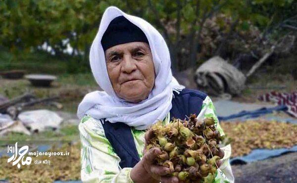برداشت ۷۰ درصد فندق در باغات گیلان