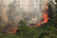 آتش‌سوزی گسترده در جنگل‌های کومله؛ ۱۵ هکتار طعمه حریق شد