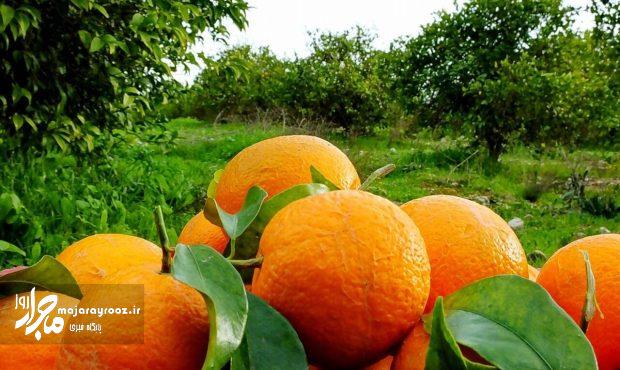 برداشت بیش از ۱۳۰ هزار تن مرکبات از باغهای گیلان برداشت بیش از ۱۳۰ هزار تن مرکبات از باغهای گیلان