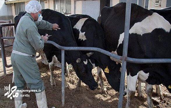 واکسیناسیون رایگان دامها علیه تب برفکی در گیلان شروع شد واکسیناسیون رایگان دامها علیه تب برفکی در گیلان شروع شد