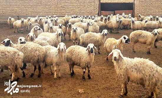 خدمات رایگان دامپزشکی برای ۴ هزار رأس دام عشایر اجرا شد خدمات رایگان دامپزشکی برای ۴ هزار رأس دام عشایر اجرا شد