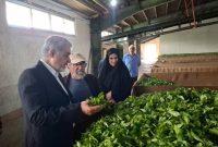 خرید ۶۵۰ تن برگ سبز چای در رشت از ابتدای فصل / افزایش ۱۵ درصدی تولید پیشبینی شد خرید ۶۵۰ تن برگ سبز چای در رشت از ابتدای فصل / افزایش ۱۵ درصدی تولید پیشبینی شد