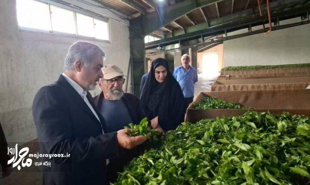 خرید ۶۵۰ تن برگ سبز چای در رشت از ابتدای فصل / افزایش ۱۵ درصدی تولید پیشبینی شد خرید ۶۵۰ تن برگ سبز چای در رشت از ابتدای فصل / افزایش ۱۵ درصدی تولید پیشبینی شد