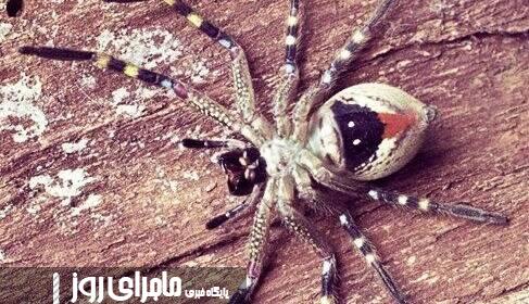 برخی از عنکبوتها ژنهای جامعهپذیری دارند! برخی از عنکبوتها ژنهای جامعهپذیری دارند!