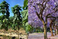 کاشت درخت مهاجم «پائولونیا» در رودسر ممنوع شد