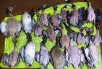 کشف و ضبط بساط فروش پرندگان مهاجر در بازار لنگرود