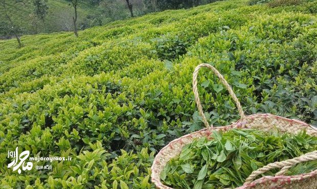 افزایش ۲۰ درصدی برداشت برگ سبز چای افزایش ۲۰ درصدی برداشت برگ سبز چای