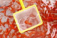 رتبه نخست گیلان در پرورش ماهی قرمز تزئینی رتبه نخست گیلان در پرورش ماهی قرمز تزئینی