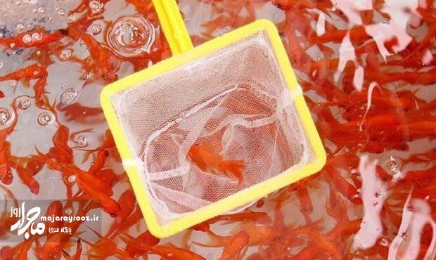 رتبه نخست گیلان در پرورش ماهی قرمز تزئینی رتبه نخست گیلان در پرورش ماهی قرمز تزئینی