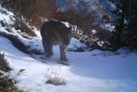 مشاهده مجدد پلنگ ایرانی در منطقه شکارممنوع اشکورات گیلان