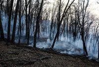 حریق جنگل های گیلان اطفاء شد/ برآورد خسارت به ۵۶ هکتار از جنگل‌ها