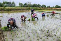 انجام نشاء در ۱۲۵ هزار هکتار از شالیزارهای گیلان انجام نشاء در ۱۲۵ هزار هکتار از شالیزارهای گیلان