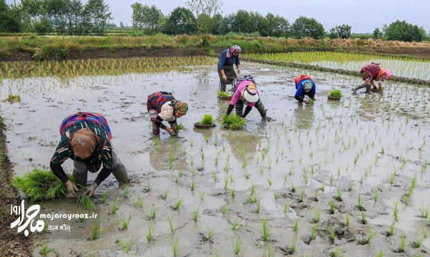 انجام نشاء در ۱۲۵ هزار هکتار از شالیزارهای گیلان انجام نشاء در ۱۲۵ هزار هکتار از شالیزارهای گیلان