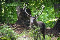 ثبت تصاویری بسیار زیبا و‌ ارزشمند از حیات وحش در ارتفاعات لنگرود