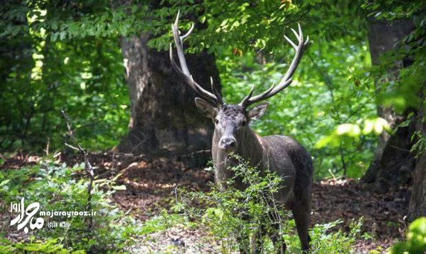 ثبت تصاویری بسیار زیبا و‌ ارزشمند از حیات وحش در ارتفاعات لنگرود