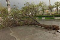 وزش باد شدید و قطعی برق در ۳ شهرستان گیلان وزش باد شدید و قطعی برق در ۳ شهرستان گیلان