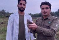 ۲ قرقی به آشیانه بازگشتند