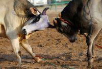 جلوگیری از برگزاری جنگ احشام در بخش خشکبیجار