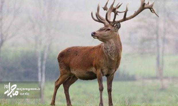 نخستین تصاویر از گله ۶ راس مرال نر در جنگل های هیرکانی گیلان