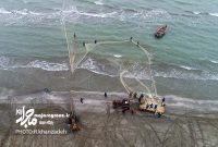 صید بیش از ۷۰۰ تن ماهیان استخوانی از آغاز فصل صید صید بیش از ۷۰۰ تن ماهیان استخوانی از آغاز فصل صید