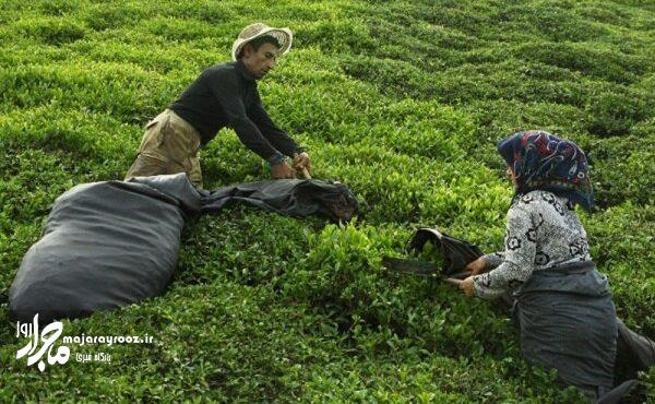 ۳۲ درصد صادرات چای ایران راهی ترکیه می‌شود