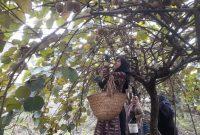 صادرات کیوی گیلان از هفته آینده آغاز می شود