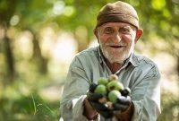 برداشت نوبرانه گردو از باغات شهرستان املش آغاز شد