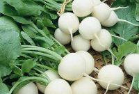 آغاز برداشت ترب سفید از اراضی کشاورزی تالش آغاز برداشت ترب سفید از اراضی کشاورزی تالش