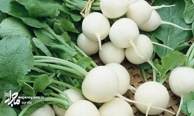 آغاز برداشت ترب سفید از اراضی کشاورزی تالش