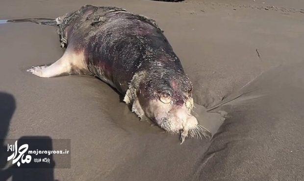 ۶۰ فوک خزری در سواحل گیلان تلف شدند؛ آغاز گشت مشترک پایش در خزر ۶۰ فوک خزری در سواحل گیلان تلف شدند؛ آغاز گشت مشترک پایش در خزر