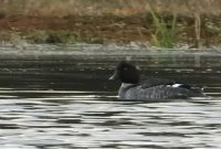 مشاهده و ثبت گونه کمیاب اردک چشم طلایی در تالاب جوکندان تالش+ فیلم