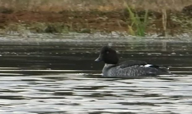 مشاهده و ثبت گونه کمیاب اردک چشم طلایی در تالاب جوکندان تالش+ فیلم
