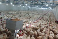 آغاز اجرای طرح تولید قراردادی مرغ در گیلان / جوجهریزی جلوتر از تعهد استانی آغاز اجرای طرح تولید قراردادی مرغ در گیلان / جوجهریزی جلوتر از تعهد استانی