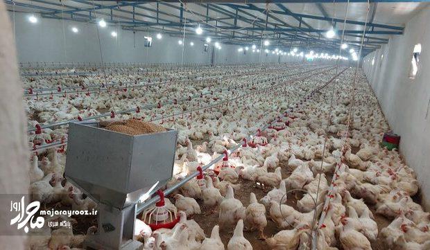 آغاز اجرای طرح تولید قراردادی مرغ در گیلان / جوجهریزی جلوتر از تعهد استانی آغاز اجرای طرح تولید قراردادی مرغ در گیلان / جوجهریزی جلوتر از تعهد استانی