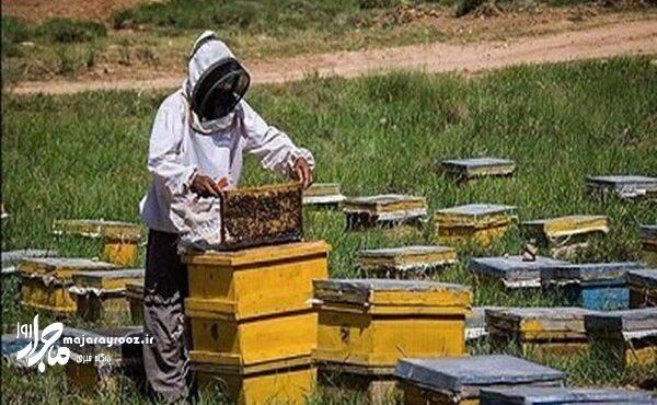 آغاز سرشماری برخط زنبورستانهای گیلان با مشارکت زنبورداران آغاز سرشماری برخط زنبورستانهای گیلان با مشارکت زنبورداران